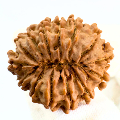 Antique 14 Mukhi Rudraksha (Nepal Origin - 30.91 MM | 5.61 Gms)