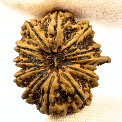 Antique 12 Mukhi Ganesh Rudraksha (Nepal Origin- 28.30 MM | 3.65 Gms)