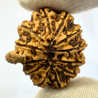 Antique 12 Mukhi Ganesh Rudraksha (Nepal Origin- 28.30 MM | 3.65 Gms)