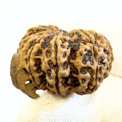 Antique 12 Mukhi Ganesh Rudraksha (Nepal Origin- 28.30 MM | 3.65 Gms)
