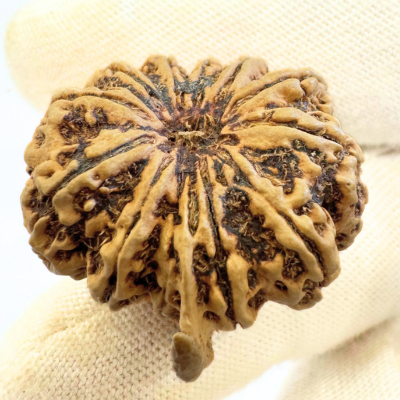 Antique 12 Mukhi Ganesh Rudraksha (Nepal Origin- 28.30 MM | 3.65 Gms)