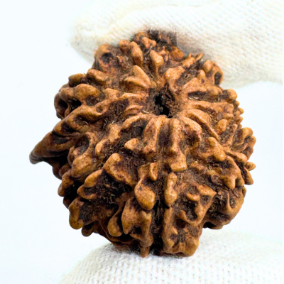 Antique 9 Mukhi Ganesh Rudraksha (Nepal Origin- 24.22 MM | 2.31 Gms)