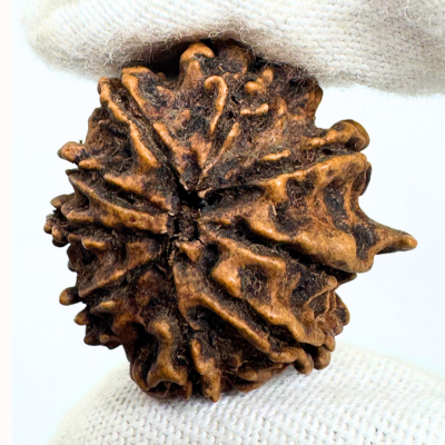 Antique 9 Mukhi Ganesh Rudraksha (Nepal Origin- 24.22 MM | 2.31 Gms) - Himalaya Rudraksha Anusandhan Kendra