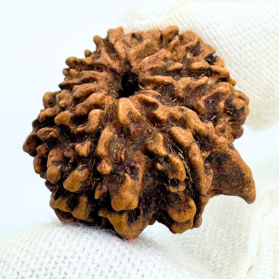 Antique 9 Mukhi Ganesh Rudraksha (Nepal Origin- 24.22 MM | 2.31 Gms)