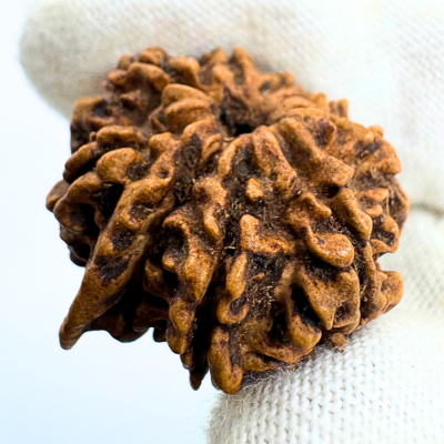 Antique 9 Mukhi Ganesh Rudraksha (Nepal Origin- 24.22 MM | 2.31 Gms)