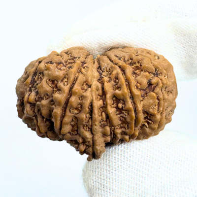 Antique 12 Mukhi Ganesh Rudraksha (Nepal Origin- 31.30 MM | 5.65 Gms)