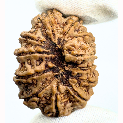 Antique 12 Mukhi Ganesh Rudraksha (Nepal Origin- 31.30 MM | 5.65 Gms)
