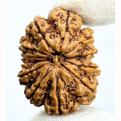 Antique 12 Mukhi Ganesh Rudraksha (Nepal Origin- 31.30 MM | 5.65 Gms)