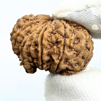 Antique 12 Mukhi Ganesh Rudraksha (Nepal Origin- 31.30 MM | 5.65 Gms)