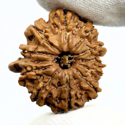 Antique 11 Mukhi Ganesh Rudraksha (Nepal Origin- 28.55 MM | 3.90 Gms)