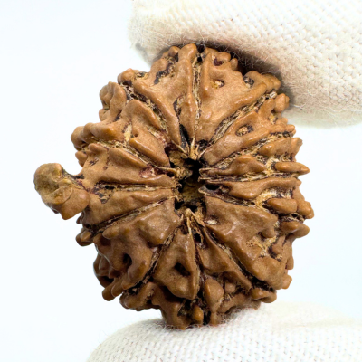 Antique 11 Mukhi Ganesh Rudraksha (Nepal Origin- 28.55 MM | 3.90 Gms)