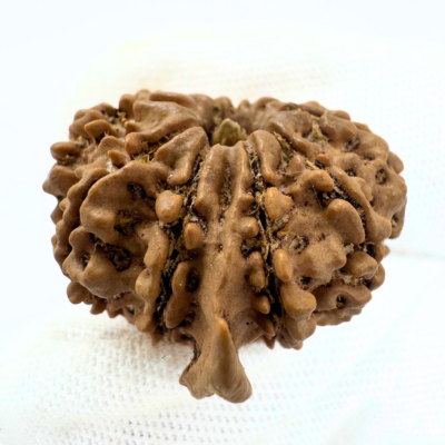 Antique 11 Mukhi Ganesh Rudraksha (Nepal Origin- 28.55 MM | 3.90 Gms)