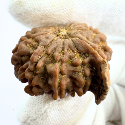 Antique 11 Mukhi Ganesh Rudraksha (Nepal Origin- 24.45 MM | 3.88 Gms) - Himalaya Rudraksha Anusandhan Kendra