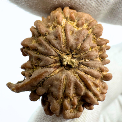 Antique 11 Mukhi Ganesh Rudraksha (Nepal Origin- 24.45 MM | 3.88 Gms) - Himalaya Rudraksha Anusandhan Kendra