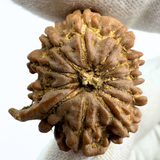 Antique 11 Mukhi Ganesh Rudraksha (Nepal Origin- 24.45 MM | 3.88 Gms) - Himalaya Rudraksha Anusandhan Kendra