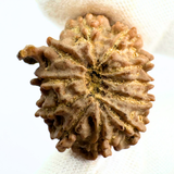 Antique 11 Mukhi Ganesh Rudraksha (Nepal Origin- 24.45 MM | 3.88 Gms) - Himalaya Rudraksha Anusandhan Kendra