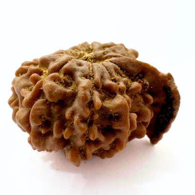 Antique 11 Mukhi Ganesh Rudraksha (Nepal Origin- 24.45 MM | 3.88 Gms) - Himalaya Rudraksha Anusandhan Kendra