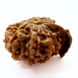 Antique 11 Mukhi Ganesh Rudraksha (Nepal Origin- 24.45 MM | 3.88 Gms) - Himalaya Rudraksha Anusandhan Kendra