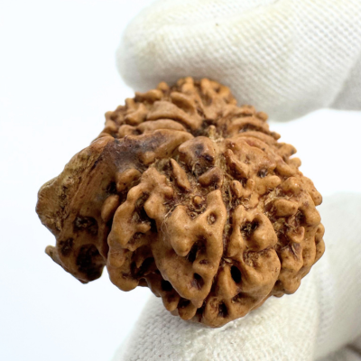 Antique 10 Mukhi Ganesh Rudraksha (Nepal Origin- 24.06 MM | 3.30 Gms) - Himalaya Rudraksha Anusandhan Kendra