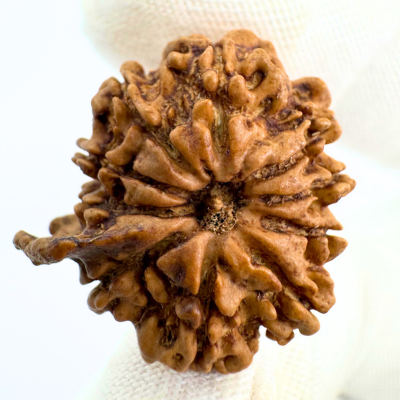 Antique 10 Mukhi Ganesh Rudraksha (Nepal Origin- 24.06 MM | 3.30 Gms) - Himalaya Rudraksha Anusandhan Kendra