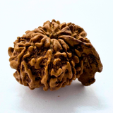 Antique 10 Mukhi Ganesh Rudraksha (Nepal Origin- 24.06 MM | 3.30 Gms) - Himalaya Rudraksha Anusandhan Kendra