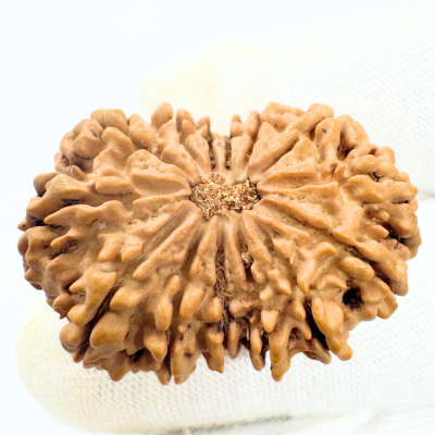 Antique 14 Mukhi Rudraksha (Nepal Origin - 34.23 MM | 5.58 Gms) - Himalaya Rudraksha Anusandhan Kendra