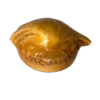 Machmani - 13.95 carat - Himalaya Rudraksha Anusandhan Kendra