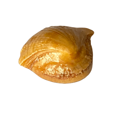 Machmani - 13.95 carat - Himalaya Rudraksha Anusandhan Kendra