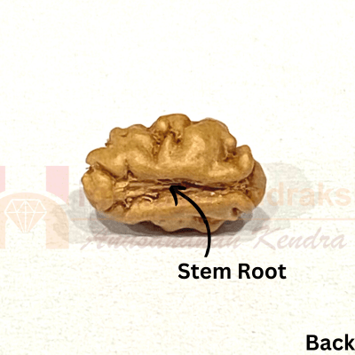 Natural 1 Mukhi Java Rudraksha - Himalaya Rudraksha Anusandhan Kendra