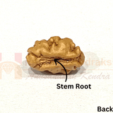 Natural 1 Mukhi Java Rudraksha - Himalaya Rudraksha Anusandhan Kendra