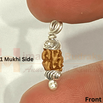 Natural 1 Mukhi Java Rudraksha - Himalaya Rudraksha Anusandhan Kendra