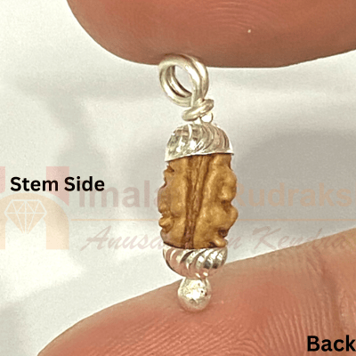 Natural 1 Mukhi Java Rudraksha - Himalaya Rudraksha Anusandhan Kendra