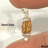 Natural 1 Mukhi Java Rudraksha - Himalaya Rudraksha Anusandhan Kendra