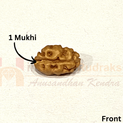 Natural 1 Mukhi Java Rudraksha - Himalaya Rudraksha Anusandhan Kendra