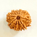 Natural 10 Mukhi/Face Rudraksha (Nepal Origin - Collector Size) - Himalaya Rudraksha Anusandhan Kendra