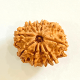 Natural 10 Mukhi/Face Rudraksha (Nepal Origin - Collector Size) - Himalaya Rudraksha Anusandhan Kendra