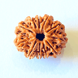 Natural 11 Mukhi Rudraksha (Nepal Origin - Collector Size) - Himalaya Rudraksha Anusandhan Kendra