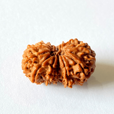 Natural 13 Mukhi Gaurishankar Rudraksha (Nepal Origin) - Himalaya Rudraksha Anusandhan Kendra