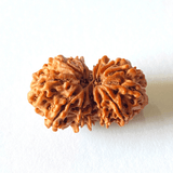 Natural 13 Mukhi Gaurishankar Rudraksha (Nepal Origin) - Himalaya Rudraksha Anusandhan Kendra