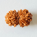 Natural 13 Mukhi Gaurishankar Rudraksha (Nepal Origin) - Himalaya Rudraksha Anusandhan Kendra