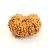 Natural 13 Mukhi Rudraksha (Indonesian Origin) - Himalaya Rudraksha Anusandhan Kendra