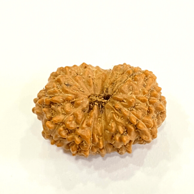Natural 13 Mukhi Rudraksha (Indonesian Origin) - Himalaya Rudraksha Anusandhan Kendra