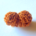 Natural 14 Mukhi Gaurishankar Rudraksha (Nepal Origin) - Himalaya Rudraksha Anusandhan Kendra