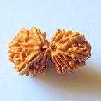 Natural 14 Mukhi Gaurishankar Rudraksha (Nepal Origin) - Himalaya Rudraksha Anusandhan Kendra