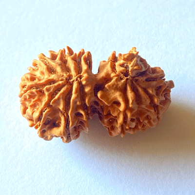 Natural 14 Mukhi Gaurishankar Rudraksha (Nepal Origin) - Himalaya Rudraksha Anusandhan Kendra