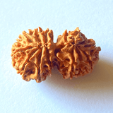 Natural 14 Mukhi Gaurishankar Rudraksha (Nepal Origin) - Himalaya Rudraksha Anusandhan Kendra