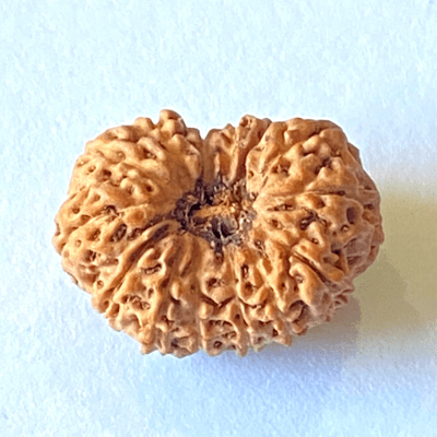 Natural 14 Mukhi Rudraksha (Indonesian Origin) - Himalaya Rudraksha Anusandhan Kendra