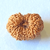 Natural 14 Mukhi Rudraksha (Indonesian Origin) - Himalaya Rudraksha Anusandhan Kendra