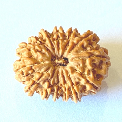 Natural 14 Mukhi/Face Rudraksha (Nepal Origin - 25.00 mm apx) - Himalaya Rudraksha Anusandhan Kendra