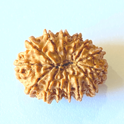 Natural 14 Mukhi/Face Rudraksha (Nepal Origin - 25.00 mm apx) - Himalaya Rudraksha Anusandhan Kendra